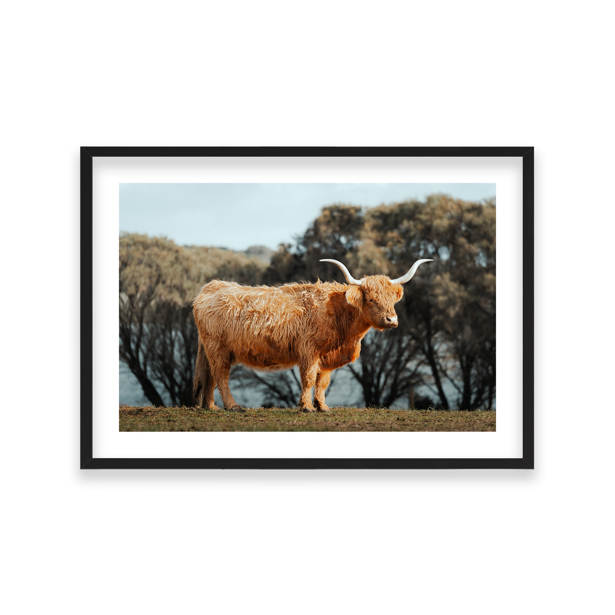 The Lone Highland Cow - Phillip Island — Large, Matte Black, Classic Frame