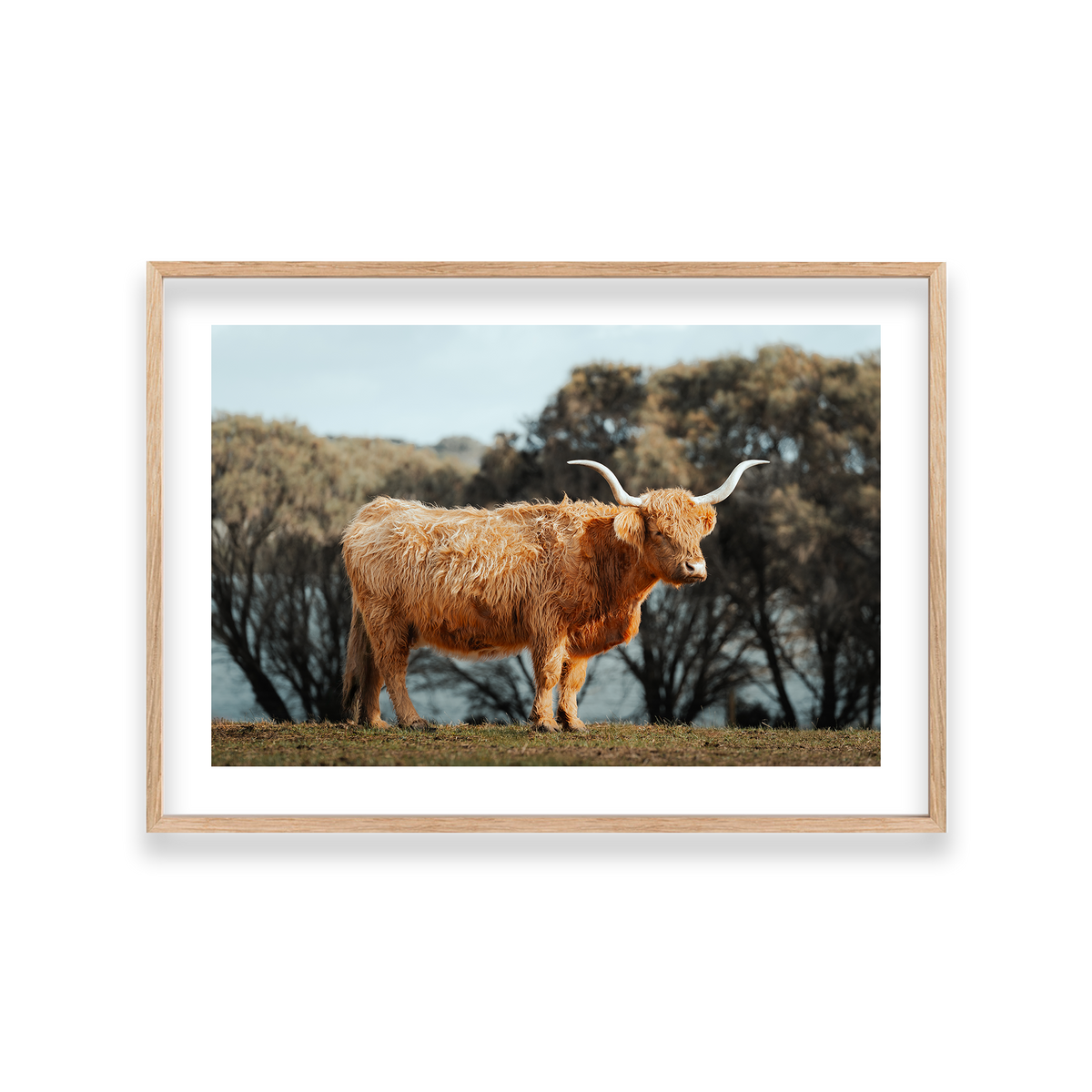 The Lone Highland Cow - Phillip Island — Large, Natural Oak, Classic Frame