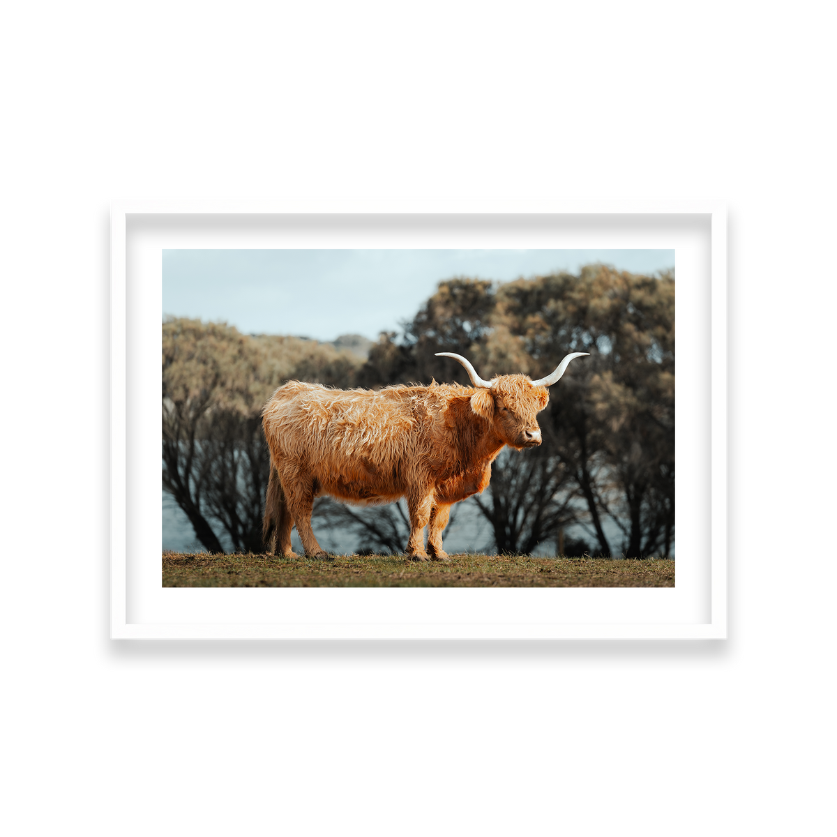 The Lone Highland Cow - Phillip Island — Large, Matte White, Classic Frame
