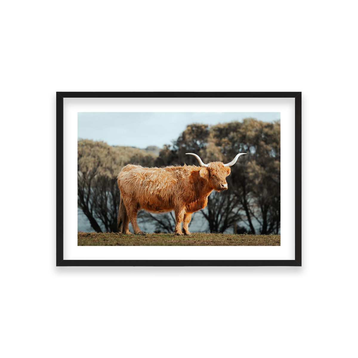 The Lone Highland Cow - Phillip Island — Medium, Matte Black, Classic Frame