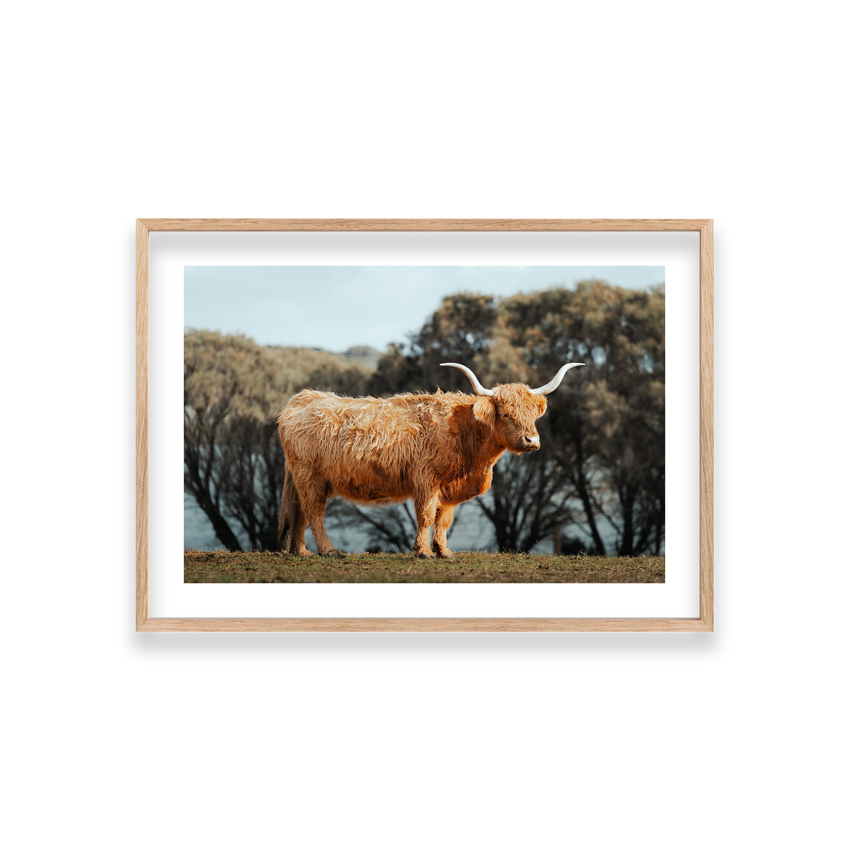 The Lone Highland Cow - Phillip Island — Medium, Natural Oak, Classic Frame