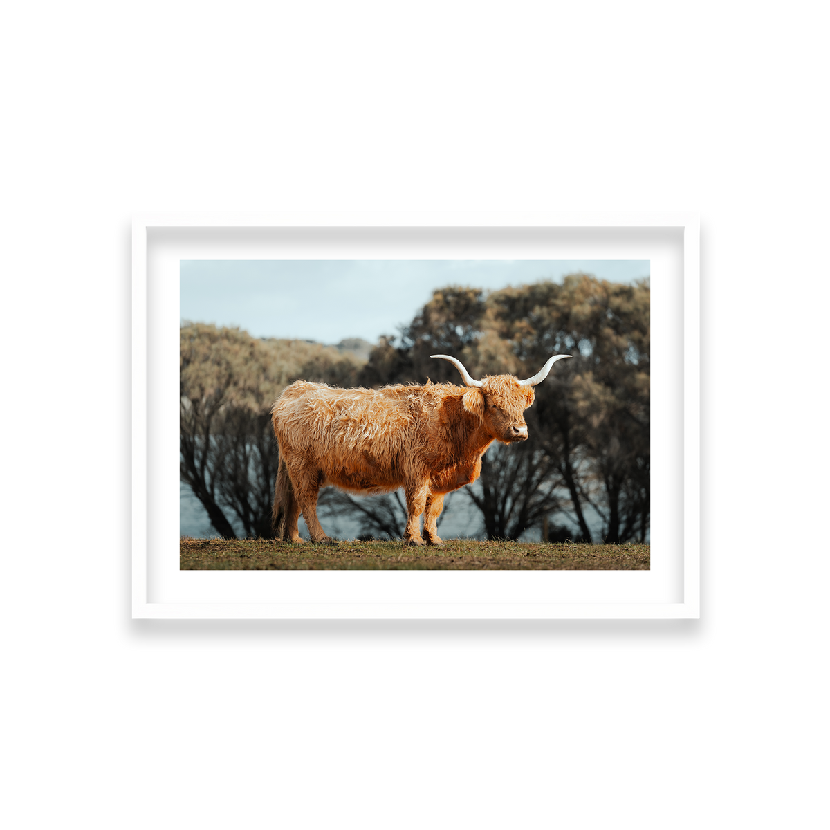 The Lone Highland Cow - Phillip Island — Medium, Matte White, Classic Frame