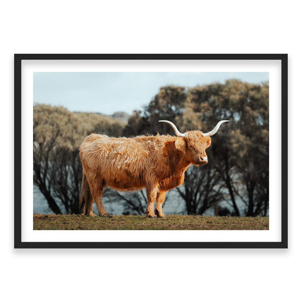 The Lone Highland Cow - Phillip Island — Monument, Matte Black, Classic Frame