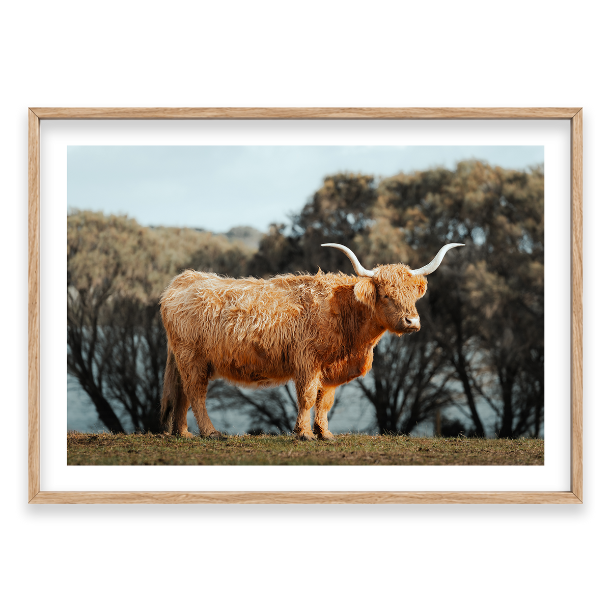 The Lone Highland Cow - Phillip Island — Monument, Natural Oak, Classic Frame