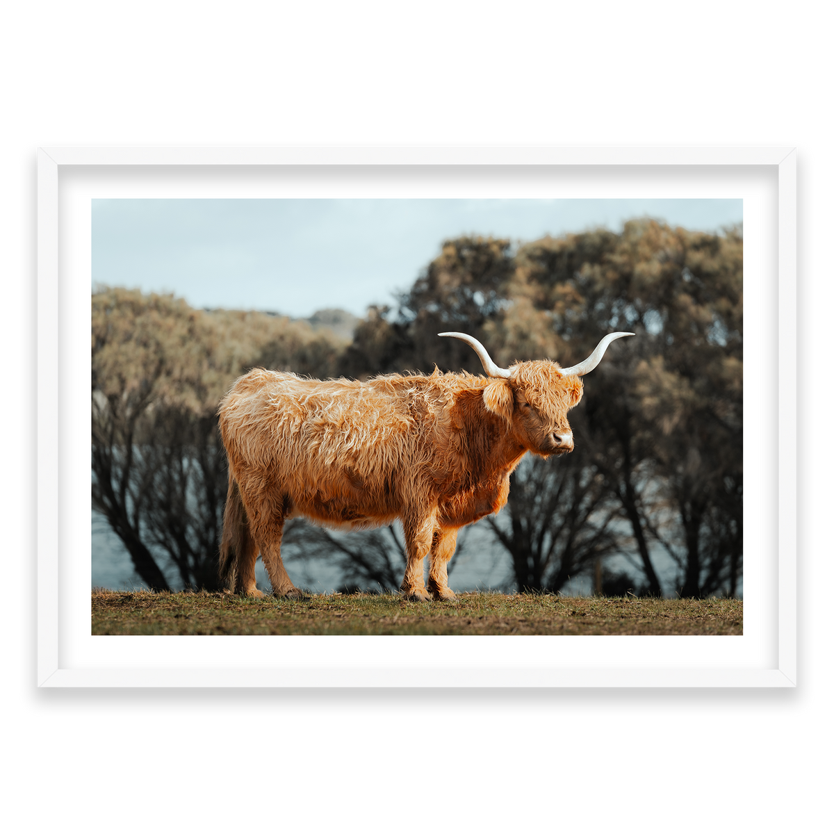 The Lone Highland Cow - Phillip Island — Monument, Matte White, Classic Frame