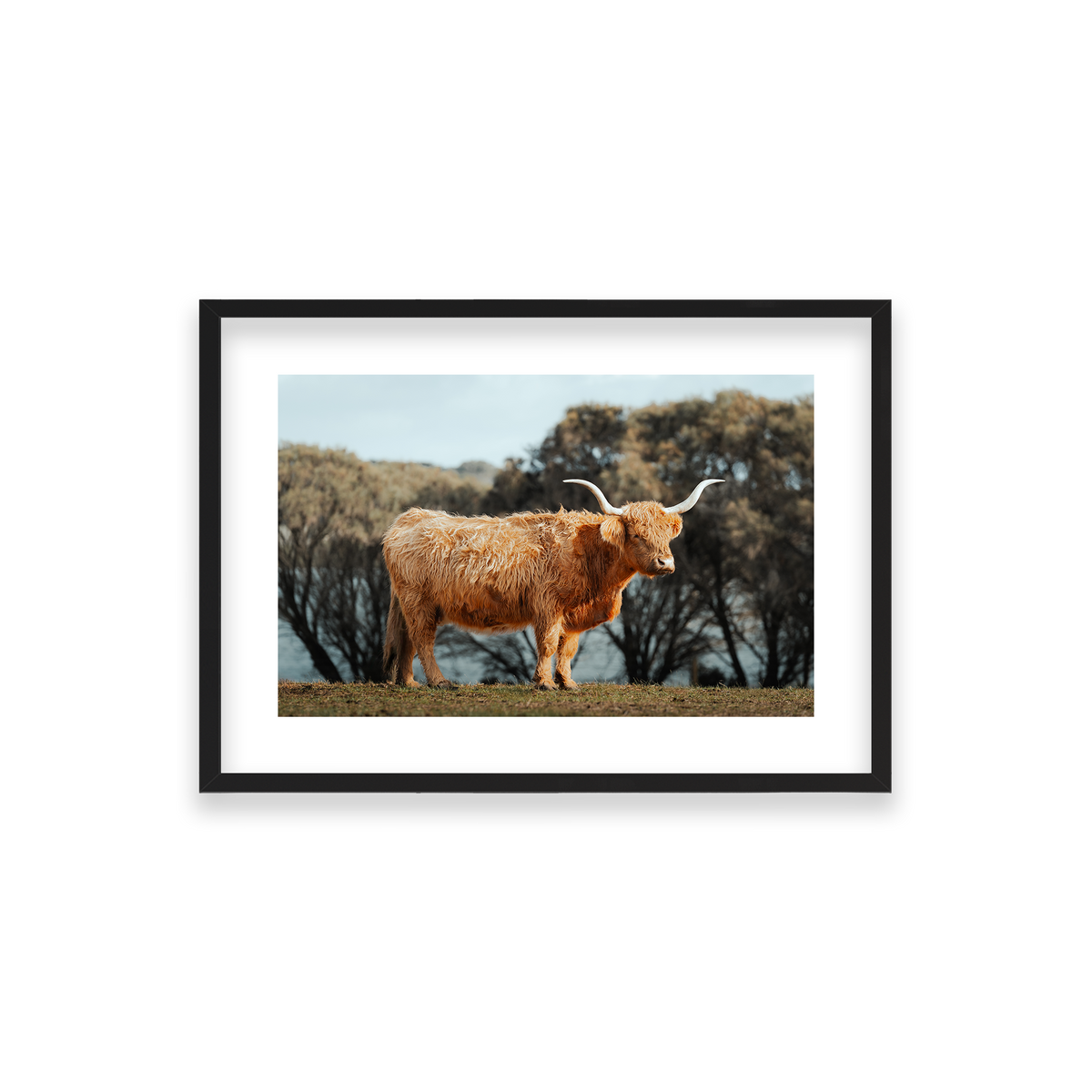The Lone Highland Cow - Phillip Island — Small, Matte Black, Classic Frame