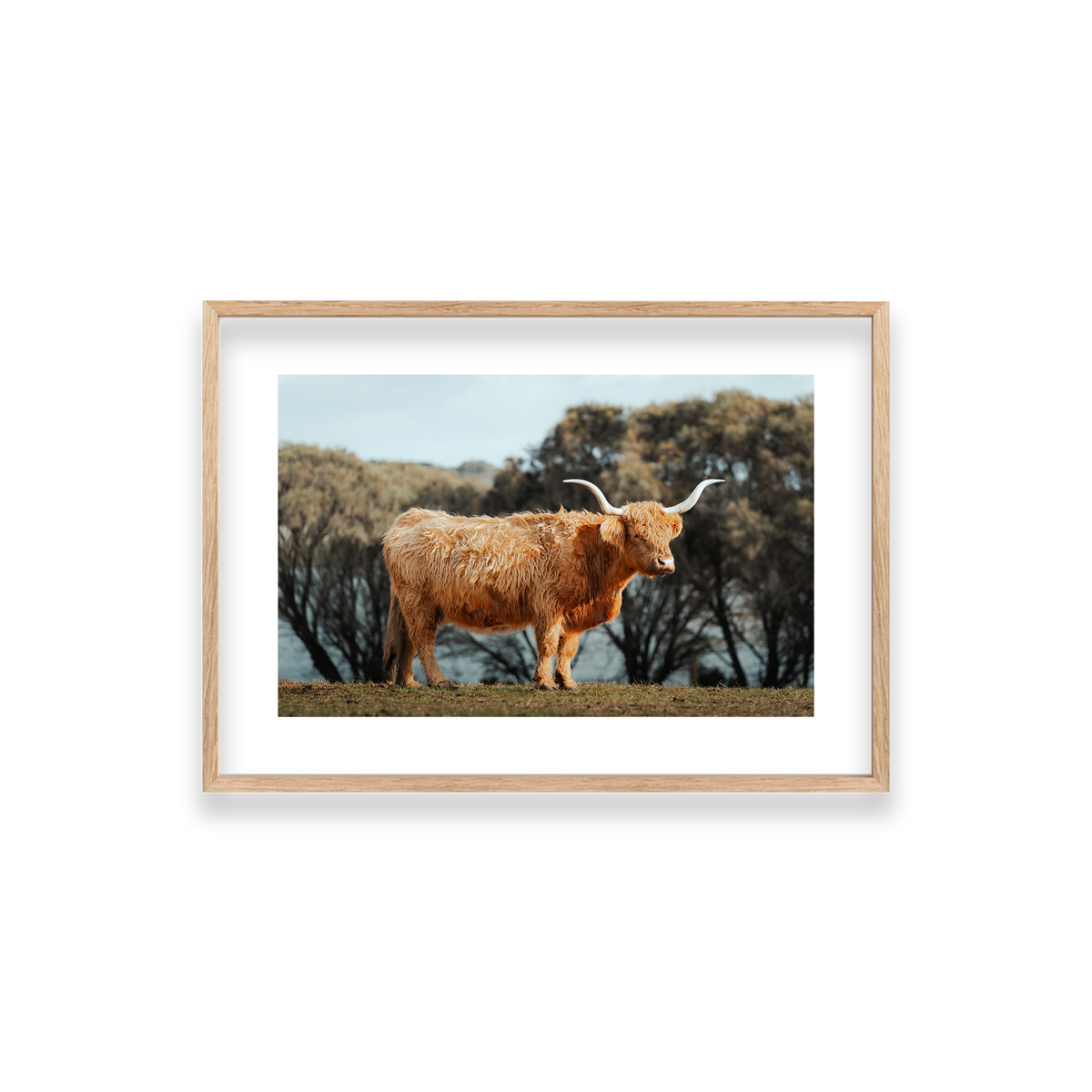 The Lone Highland Cow - Phillip Island — Small, Natural Oak, Classic Frame
