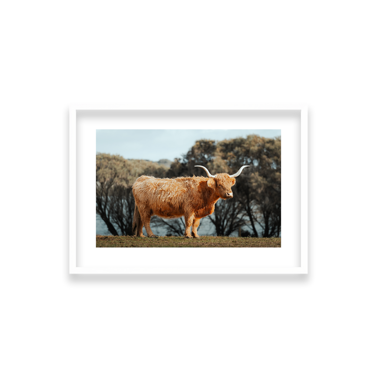 The Lone Highland Cow - Phillip Island — Small, Matte White, Classic Frame