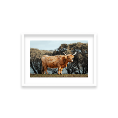 The Lone Highland Cow - Phillip Island — Small, Matte White, Classic Frame