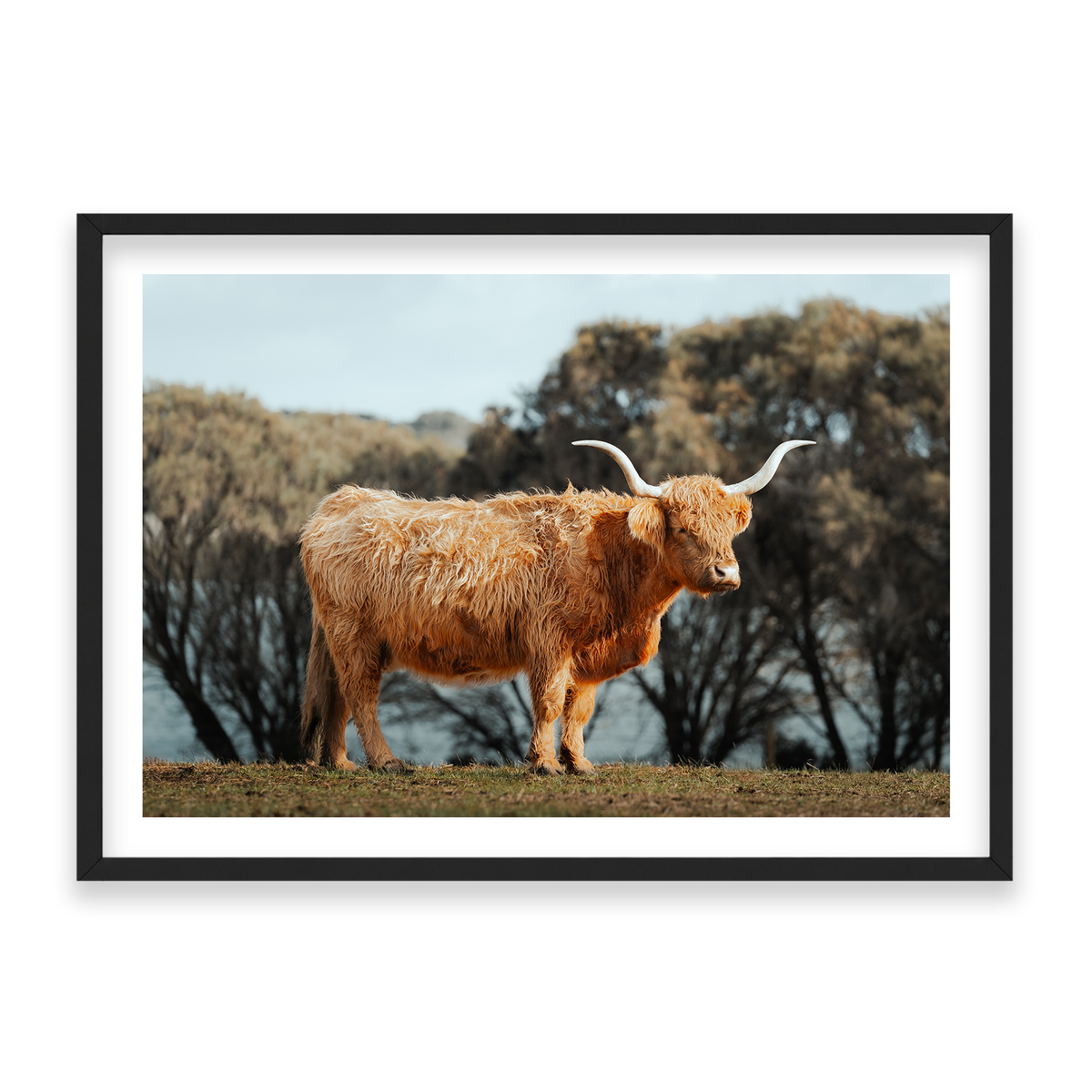 The Lone Highland Cow - Phillip Island — Statement, Matte Black, Classic Frame