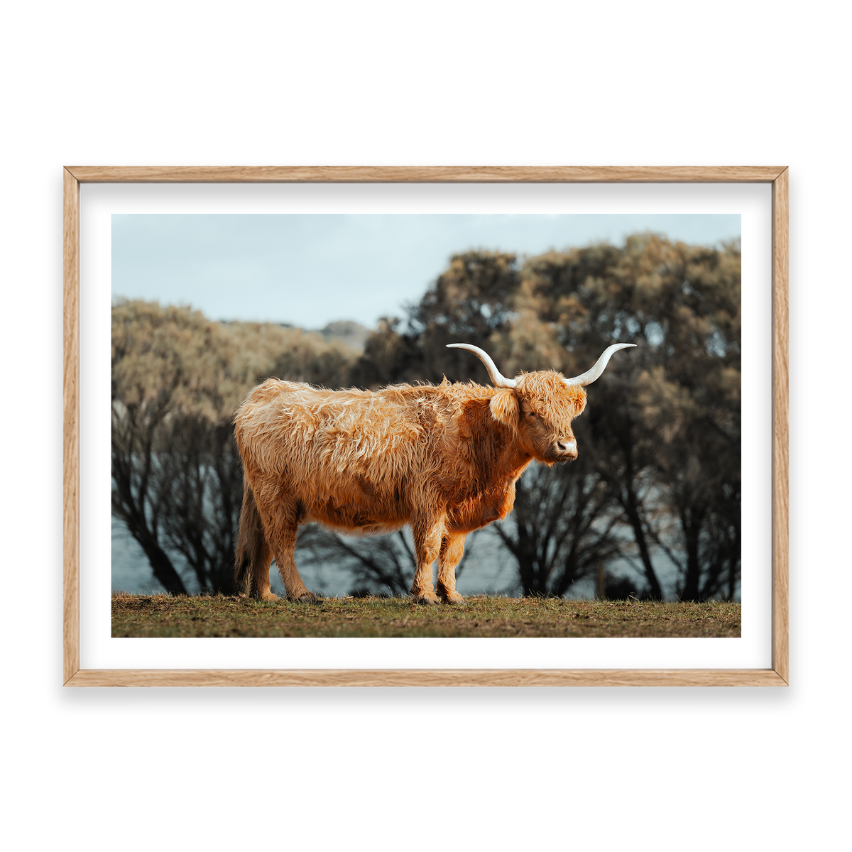 The Lone Highland Cow - Phillip Island — Statement, Natural Oak, Classic Frame