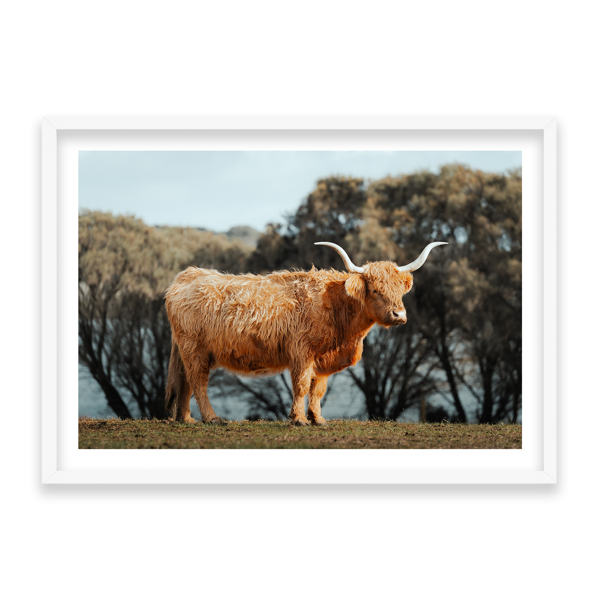 The Lone Highland Cow - Phillip Island — Statement, Matte White, Classic Frame