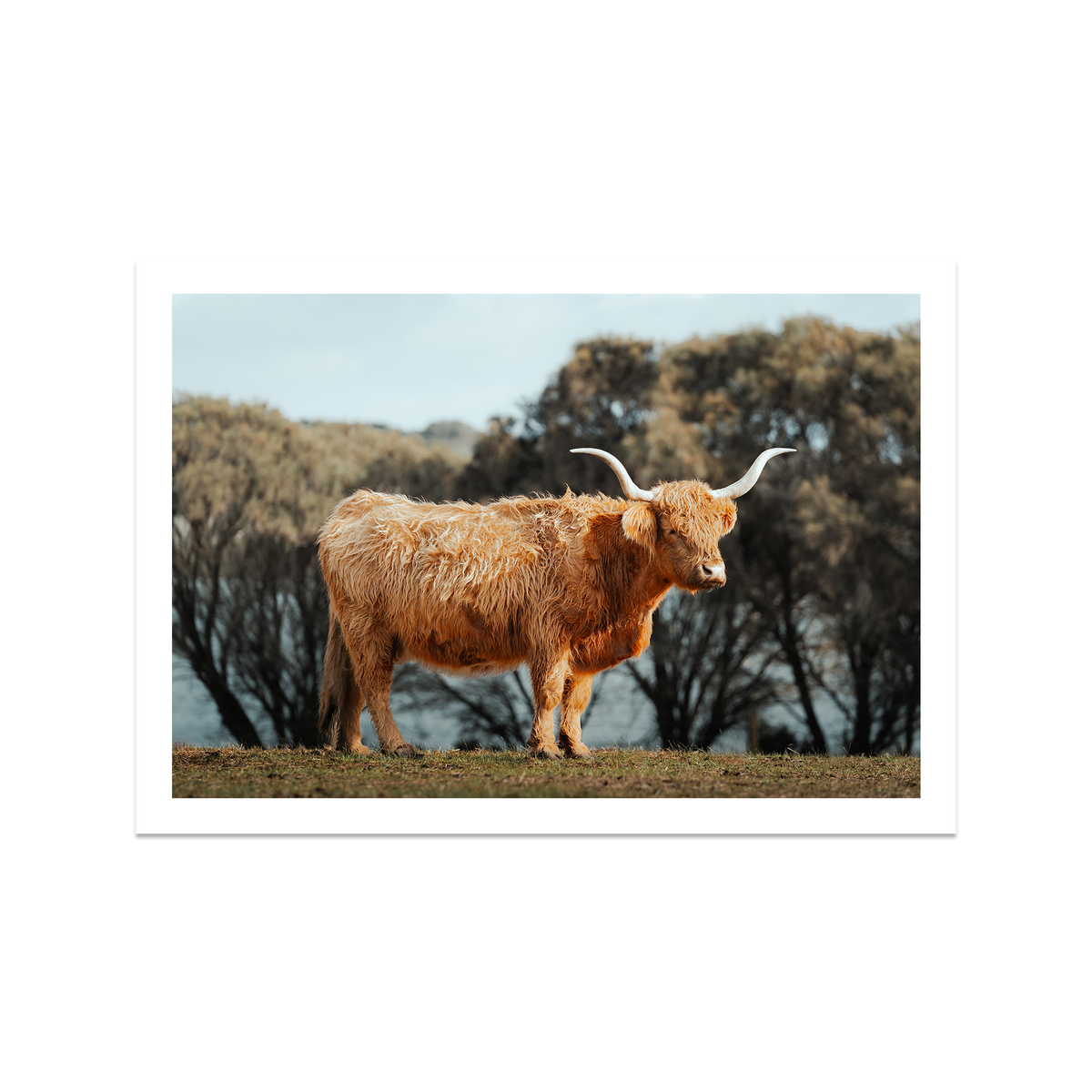 The Lone Highland Cow - Phillip Island — Feature, No Frame, Print Only