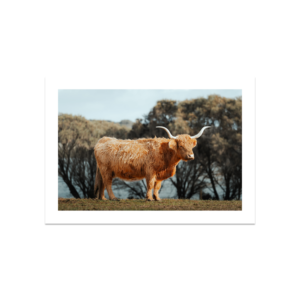 The Lone Highland Cow - Phillip Island — Large, No Frame, Print Only