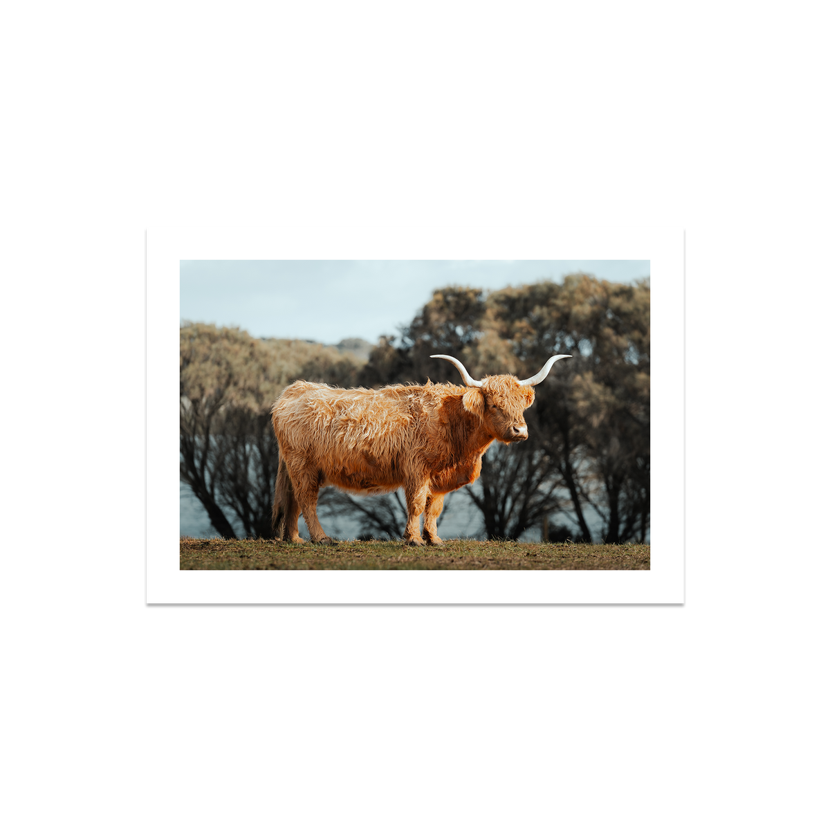 The Lone Highland Cow - Phillip Island — Medium, No Frame, Print Only