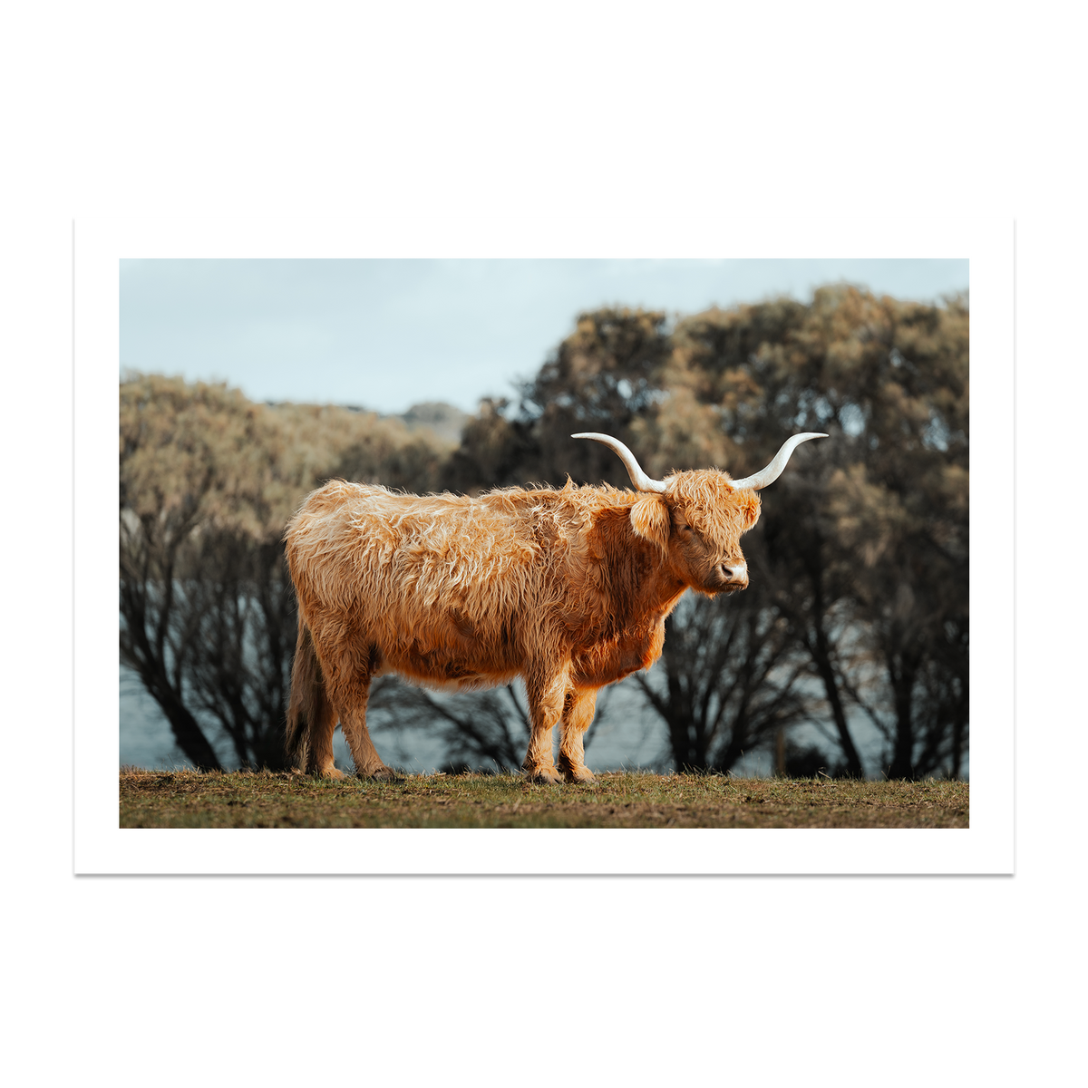 The Lone Highland Cow - Phillip Island — Monument, No Frame, Print Only
