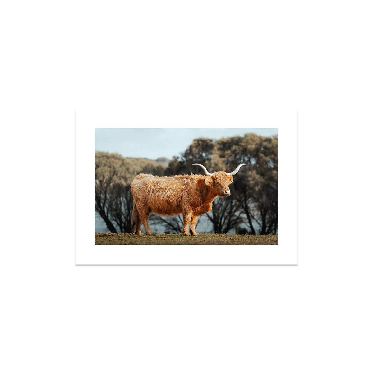The Lone Highland Cow - Phillip Island — Small, No Frame, Print Only