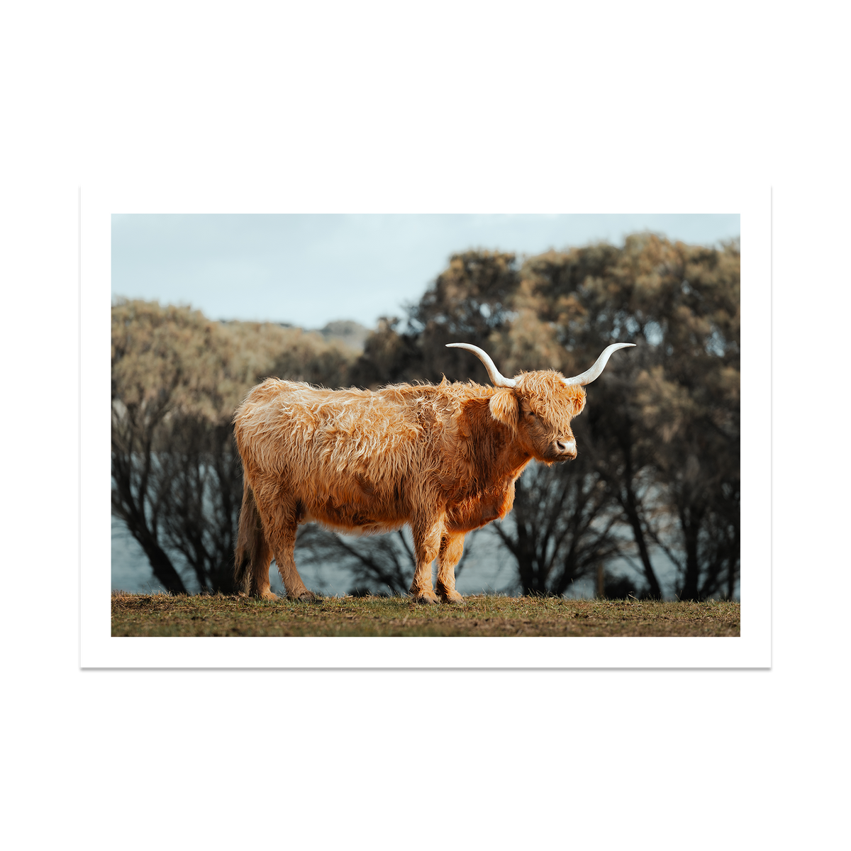 The Lone Highland Cow - Phillip Island — Statement, No Frame, Print Only