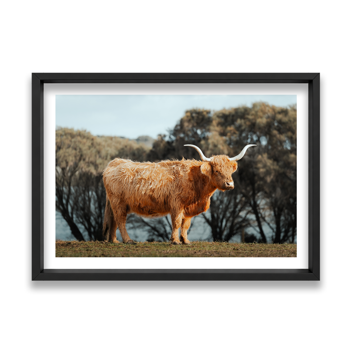 The Lone Highland Cow - Phillip Island — Feature, Matte Black, Shadow Box