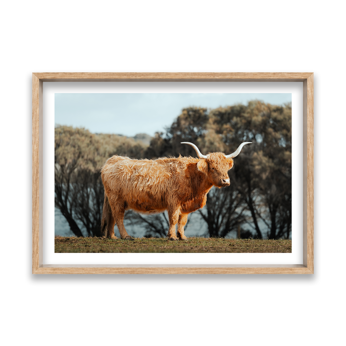 The Lone Highland Cow - Phillip Island — Feature, Natural Oak, Shadow Box