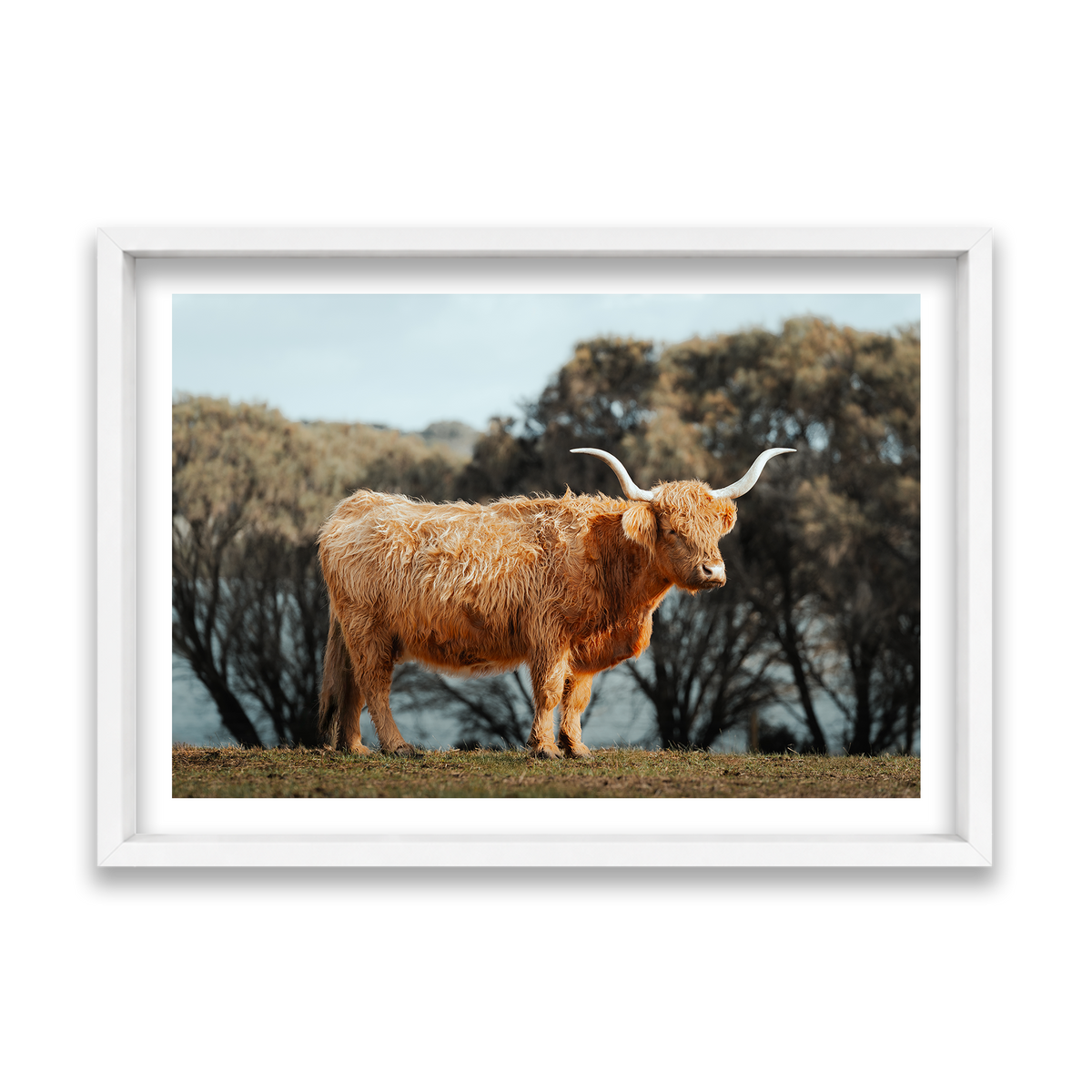 The Lone Highland Cow - Phillip Island — Feature, Matte White, Shadow Box