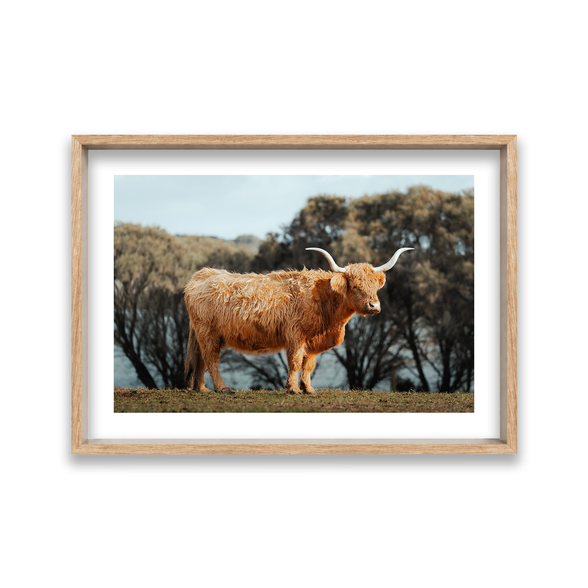 The Lone Highland Cow - Phillip Island — Large, Natural Oak, Shadow Box