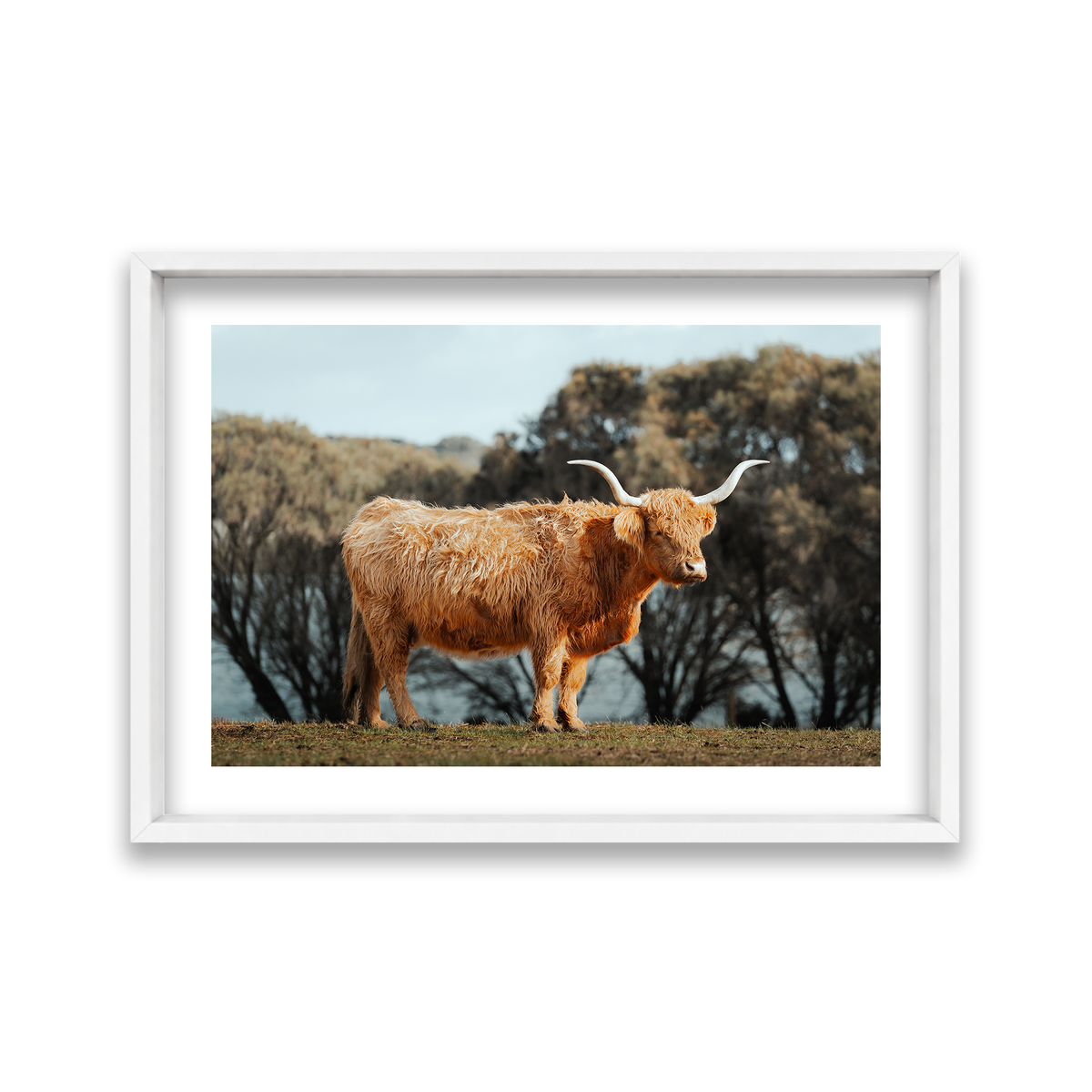 The Lone Highland Cow - Phillip Island — Large, Matte White, Shadow Box