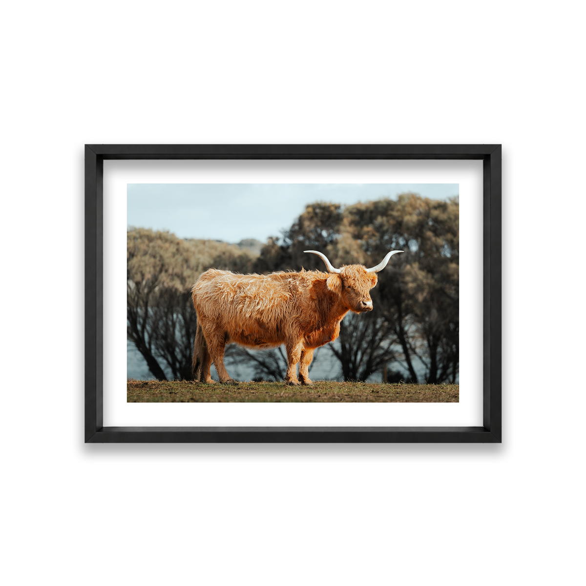 The Lone Highland Cow - Phillip Island — Medium, Matte Black, Shadow Box