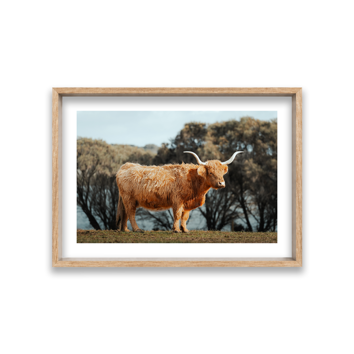 The Lone Highland Cow - Phillip Island — Medium, Natural Oak, Shadow Box