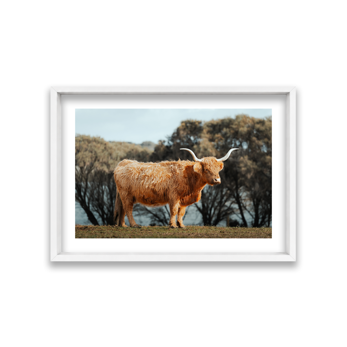 The Lone Highland Cow - Phillip Island — Medium, Matte White, Shadow Box