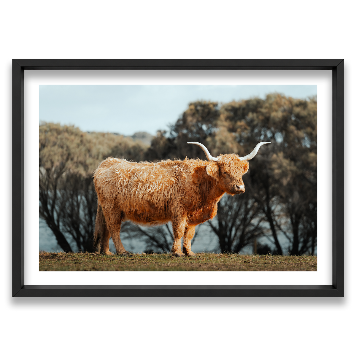 The Lone Highland Cow - Phillip Island — Monument, Matte Black, Shadow Box