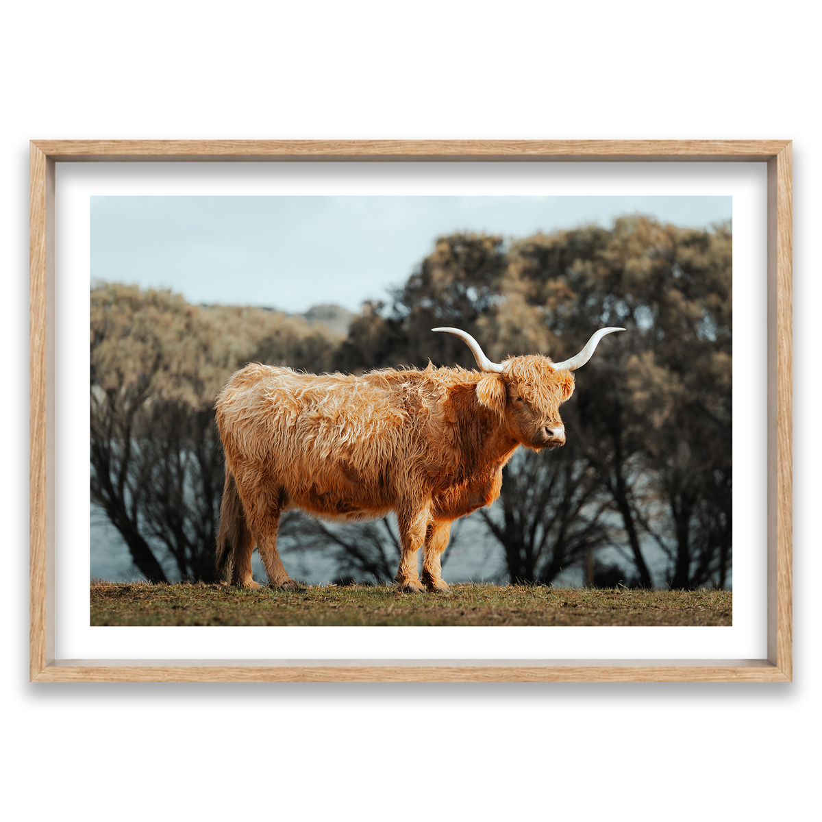 The Lone Highland Cow - Phillip Island — Monument, Natural Oak, Shadow Box