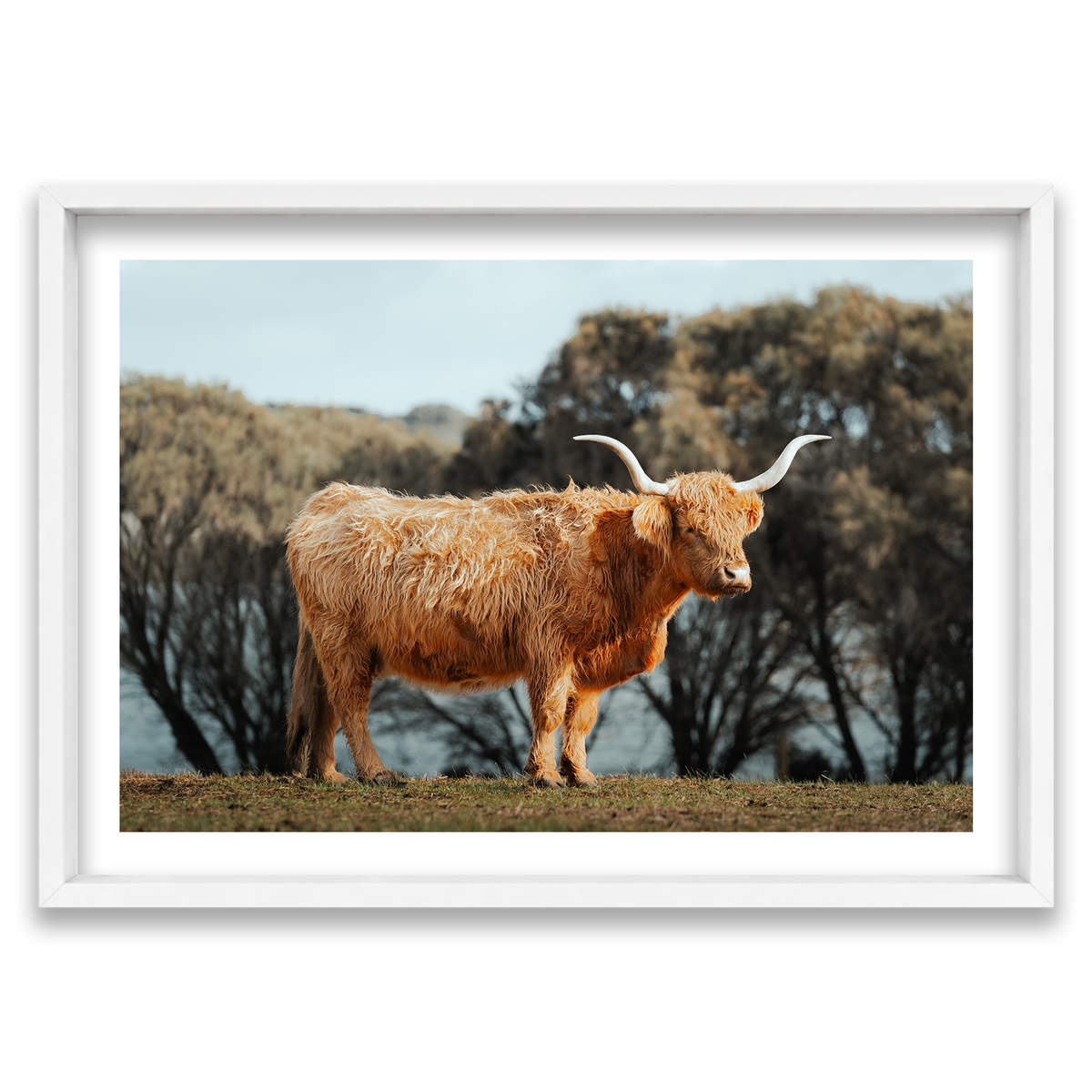 The Lone Highland Cow - Phillip Island — Monument, Matte White, Shadow Box