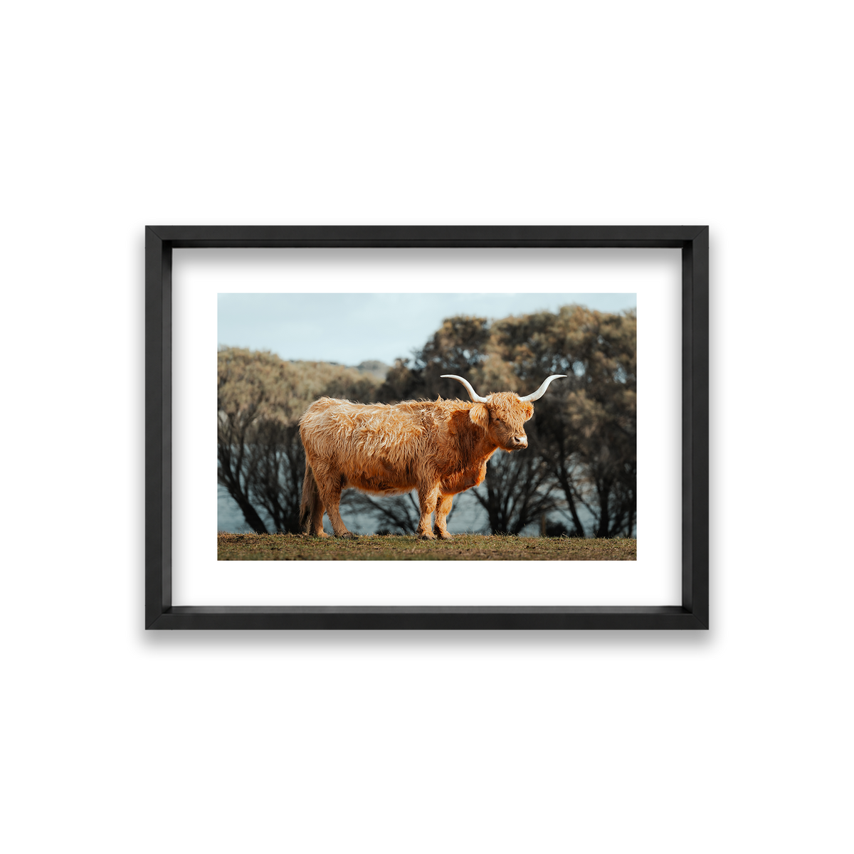 The Lone Highland Cow - Phillip Island — Small, Matte Black, Shadow Box