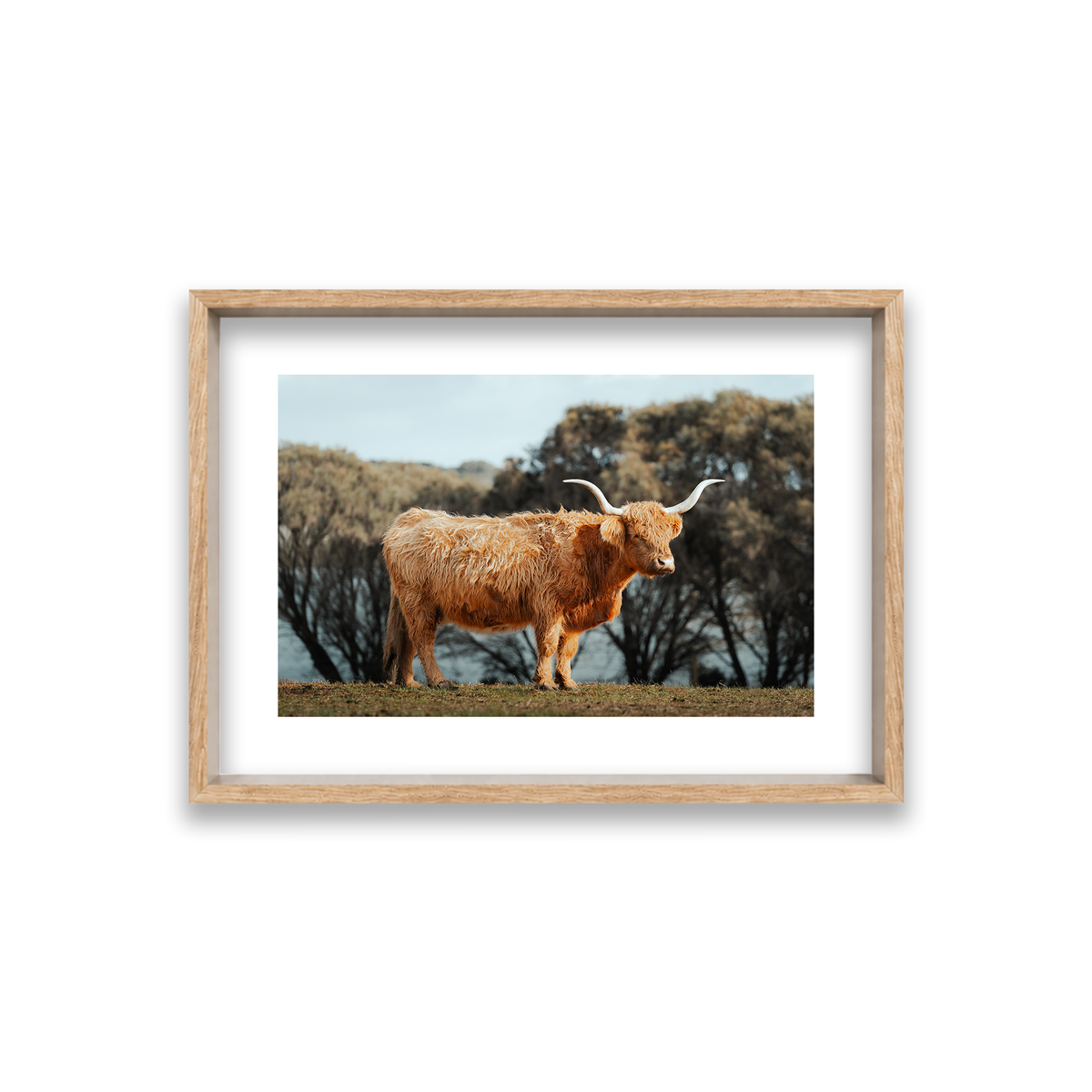 The Lone Highland Cow - Phillip Island — Small, Natural Oak, Shadow Box