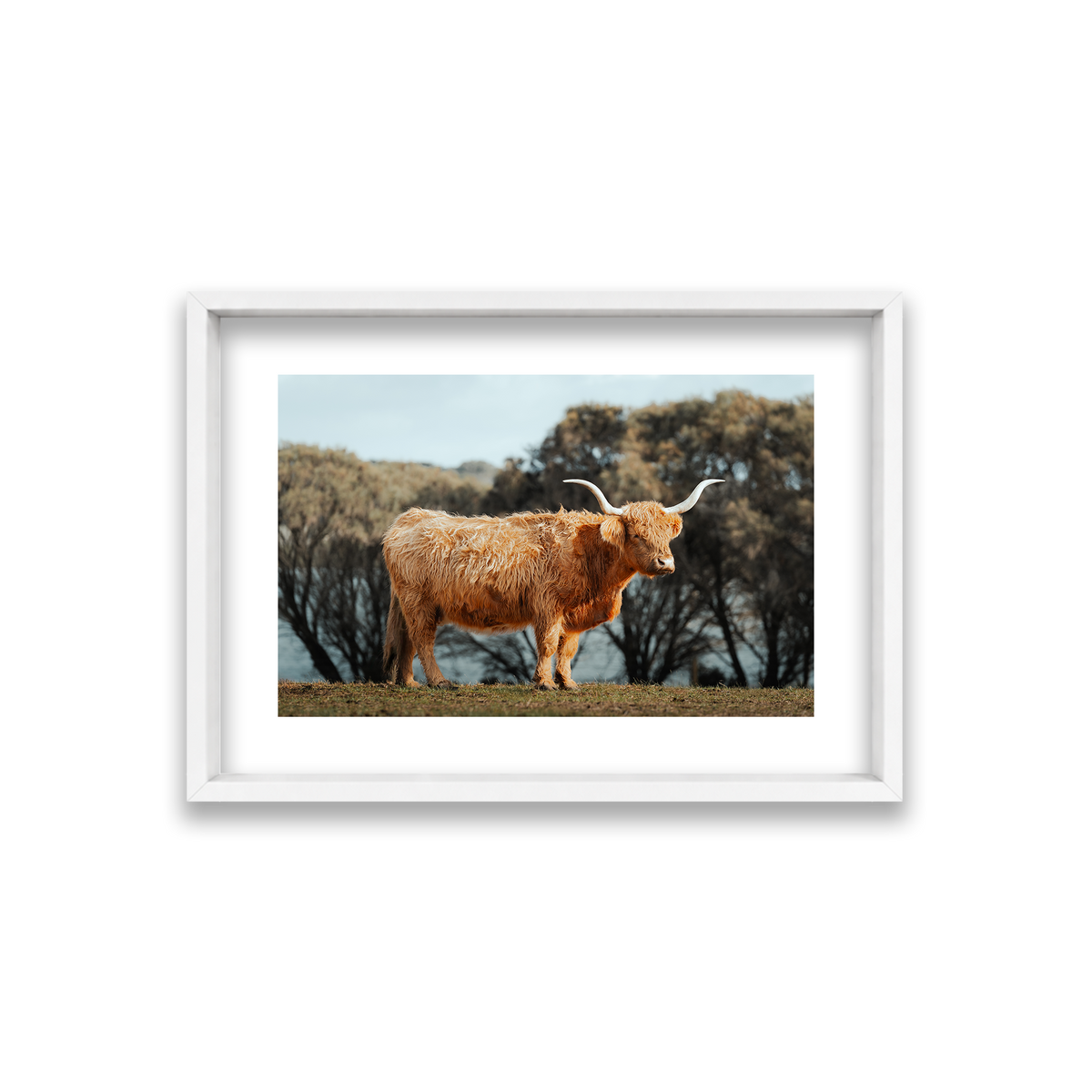 The Lone Highland Cow - Phillip Island — Small, Matte White, Shadow Box