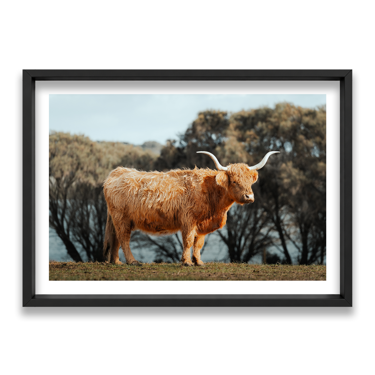 The Lone Highland Cow - Phillip Island — Statement, Matte Black, Shadow Box