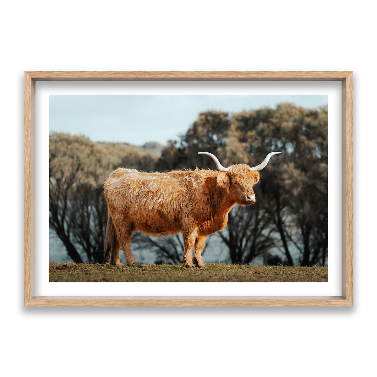 The Lone Highland Cow - Phillip Island — Statement, Natural Oak, Shadow Box