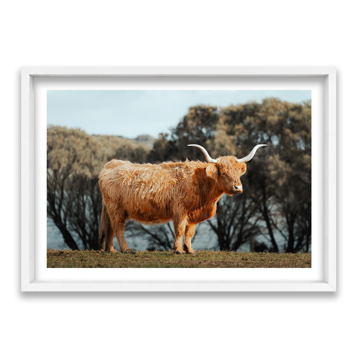 The Lone Highland Cow - Phillip Island — Statement, Matte White, Shadow Box