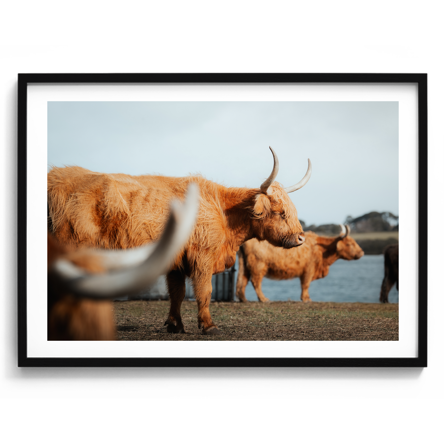 A Trio Of Highland Cows - Victoria - Wall Art