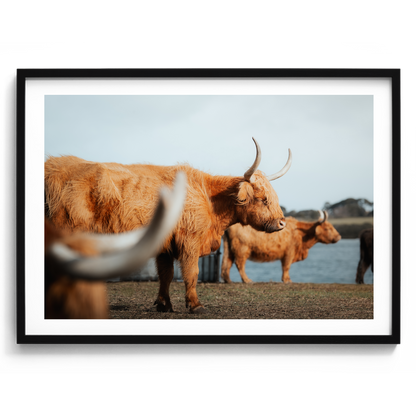 A Trio Of Highland Cows - Victoria - Wall Art