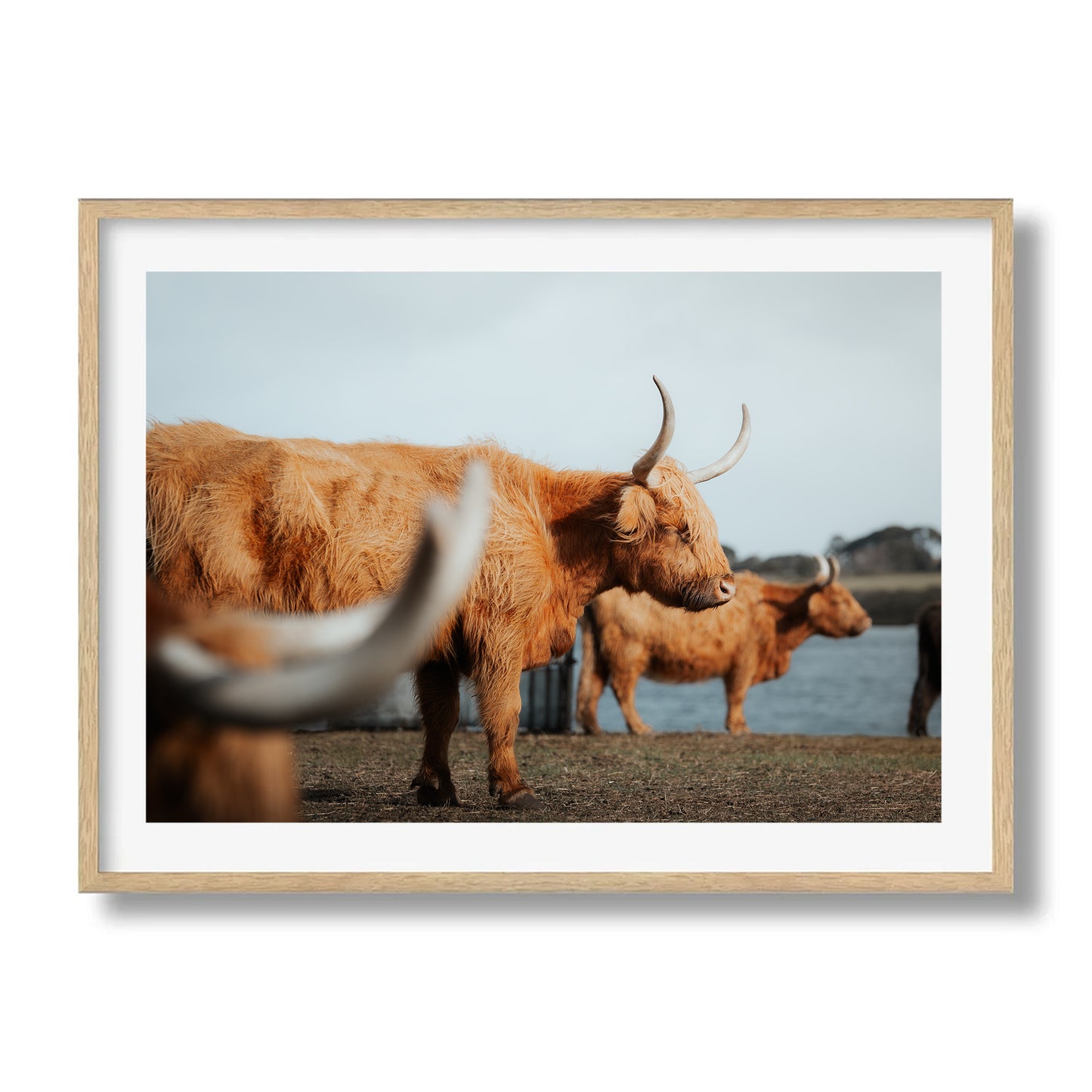 A Trio Of Highland Cows