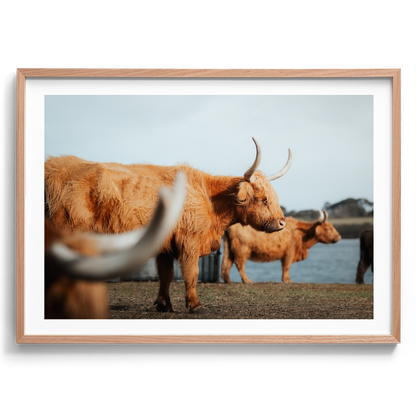 A Trio Of Highland Cows - Victoria - Wall Art
