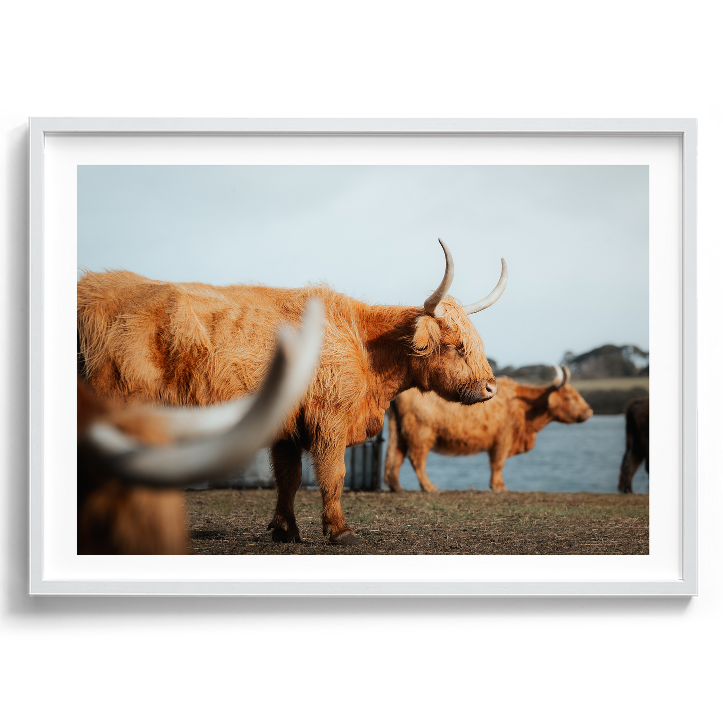A Trio Of Highland Cows - Victoria - Wall Art