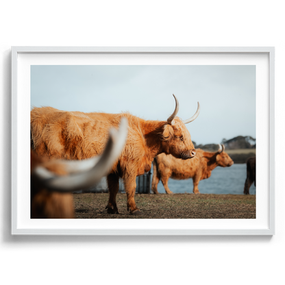 A Trio Of Highland Cows - Victoria - Wall Art