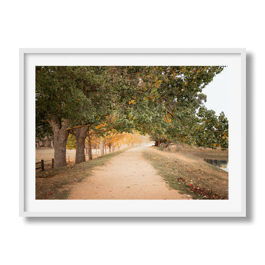 Autumn Canopy Pathway