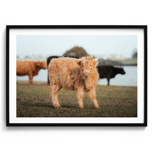 Baby Highland Cow - Victoria - Wall Art