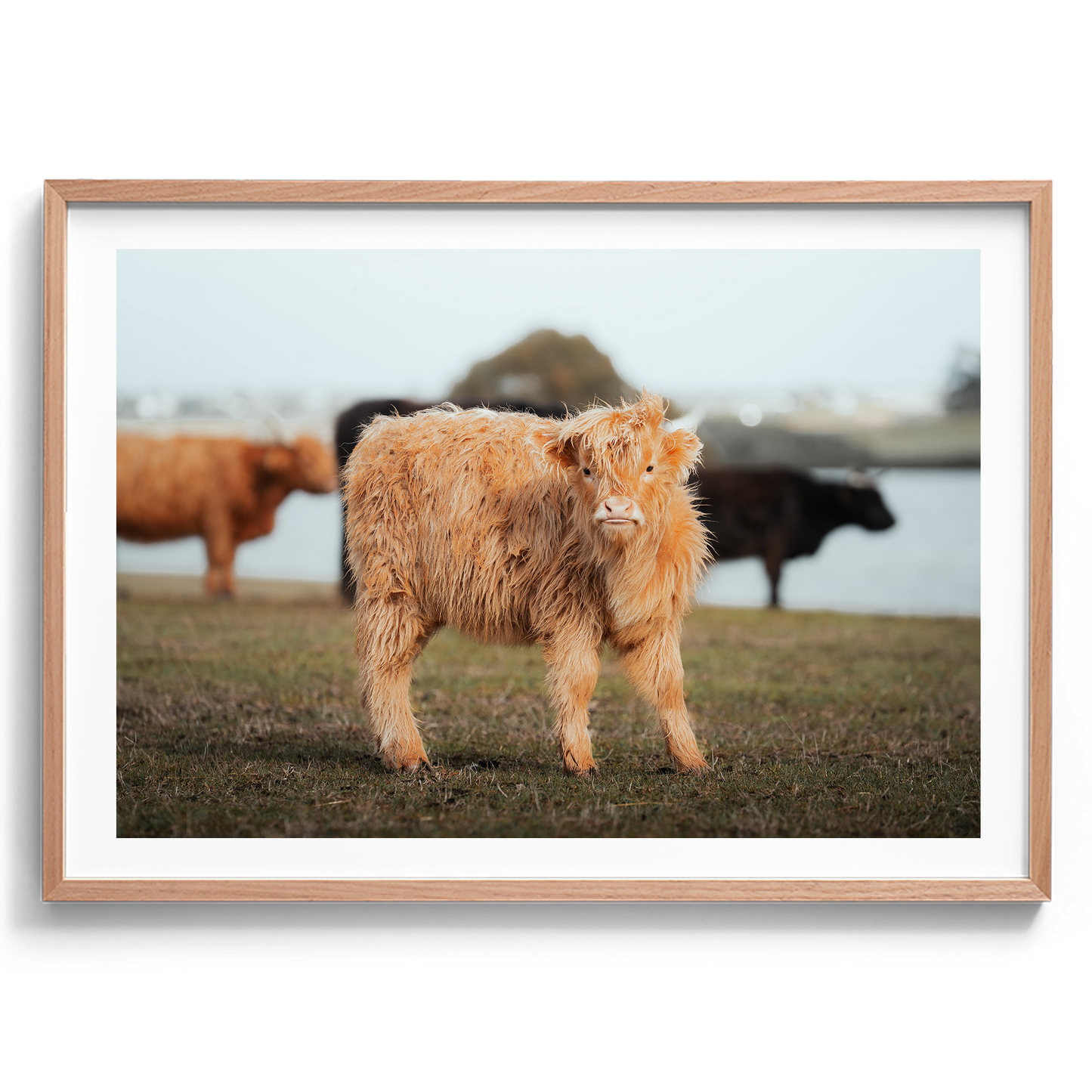 Baby Highland Cow - Victoria - Wall Art