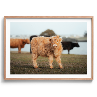 Baby Highland Cow - Victoria - Wall Art