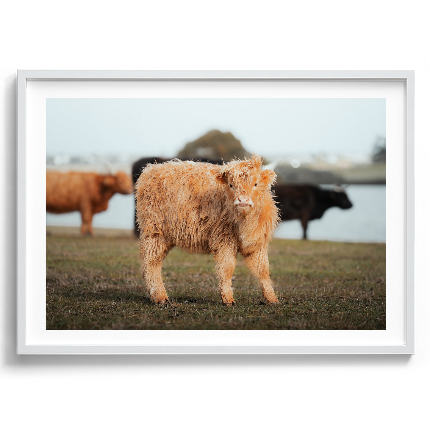 Baby Highland Cow - Victoria - Wall Art
